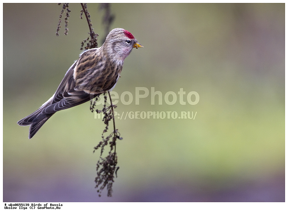 ������, ��������, ��������, �����, �����, ��������, �����������, XYZ, ���������, Fringillidae, ������������ �������, �������, ������� ������������ �������, Acanthis flammea, Carduelis flammea, ����������� ����� ������, �����������, ���������� �������