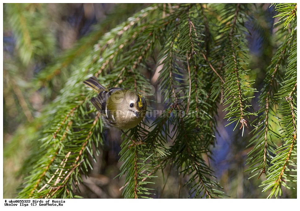 ������, ��������, ��������, �����, �����, ��������, �����������, XYZ, �����������, Regulidae, ������������ ������, ������������ �������, Regulus regulus, ����������� ����� ������, �����������, ���������� �������