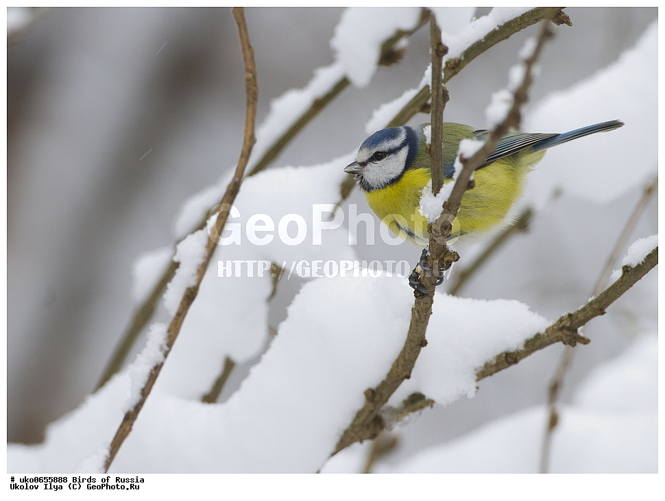 �����������, ���������� �������, ����������� ����� ������, ������, ��������, ��������, �����, �����, ��������, �����������, XYZ, ���������, Paridae, ������������ ���������, ������ ���������, ������� ���������, ���������, Cyanistes caeruleus, Parus caeruleus