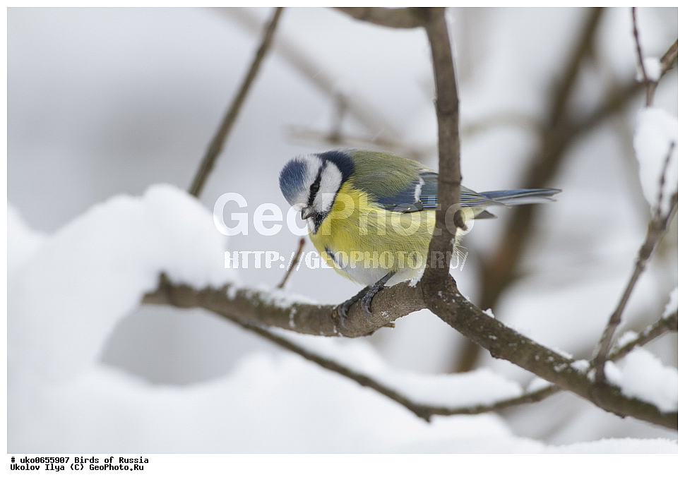 �����������, ���������� �������, ����������� ����� ������, ������, ��������, ��������, �����, �����, ��������, �����������, XYZ, ���������, Paridae, ������������ ���������, ������ ���������, ������� ���������, ���������, Cyanistes caeruleus, Parus caeruleus