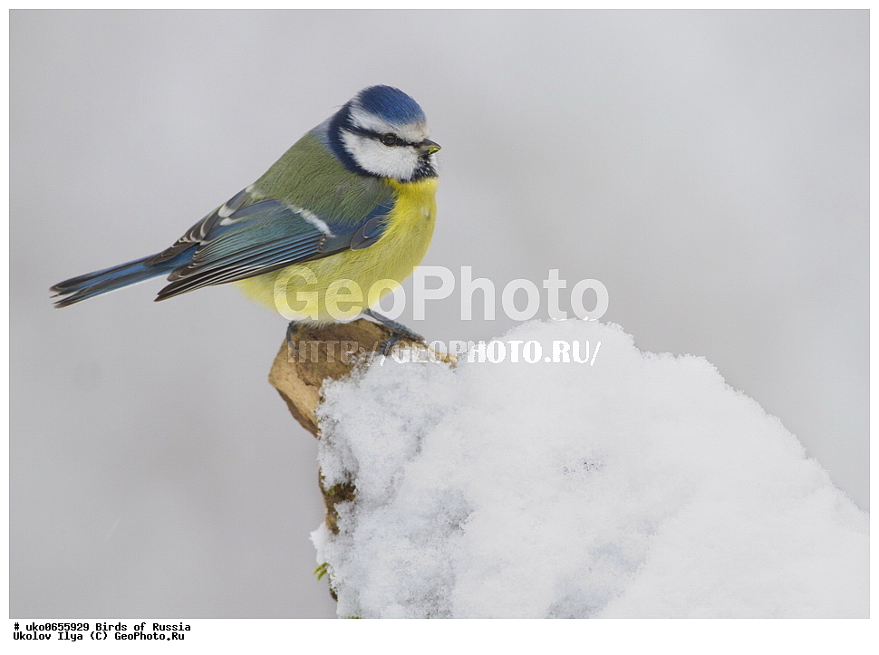 �����������, ���������� �������, ����������� ����� ������, ������, ��������, ��������, �����, �����, ��������, �����������, XYZ, ���������, Paridae, ������������ ���������, ������ ���������, ������� ���������, ���������, Cyanistes caeruleus, Parus caeruleus