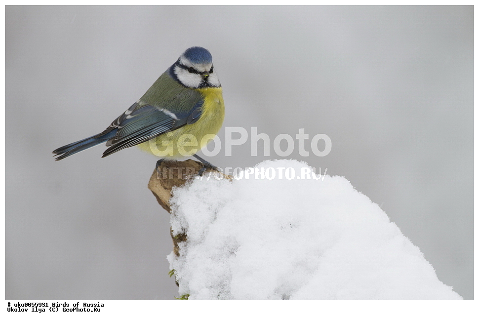 �����������, ���������� �������, ����������� ����� ������, ������, ��������, ��������, �����, �����, ��������, �����������, XYZ, ���������, Paridae, ������������ ���������, ������ ���������, ������� ���������, ���������, Cyanistes caeruleus, Parus caeruleus