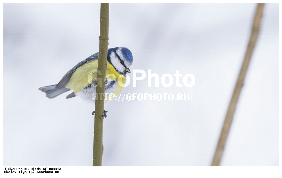 �����������, ���������� �������, ����������� ����� ������, ������, ��������, ��������, �����, �����, ��������, �����������, XYZ, ���������, Paridae, ������������ ���������, ������ ���������, ������� ���������, ���������, Cyanistes caeruleus, Parus caeruleus
