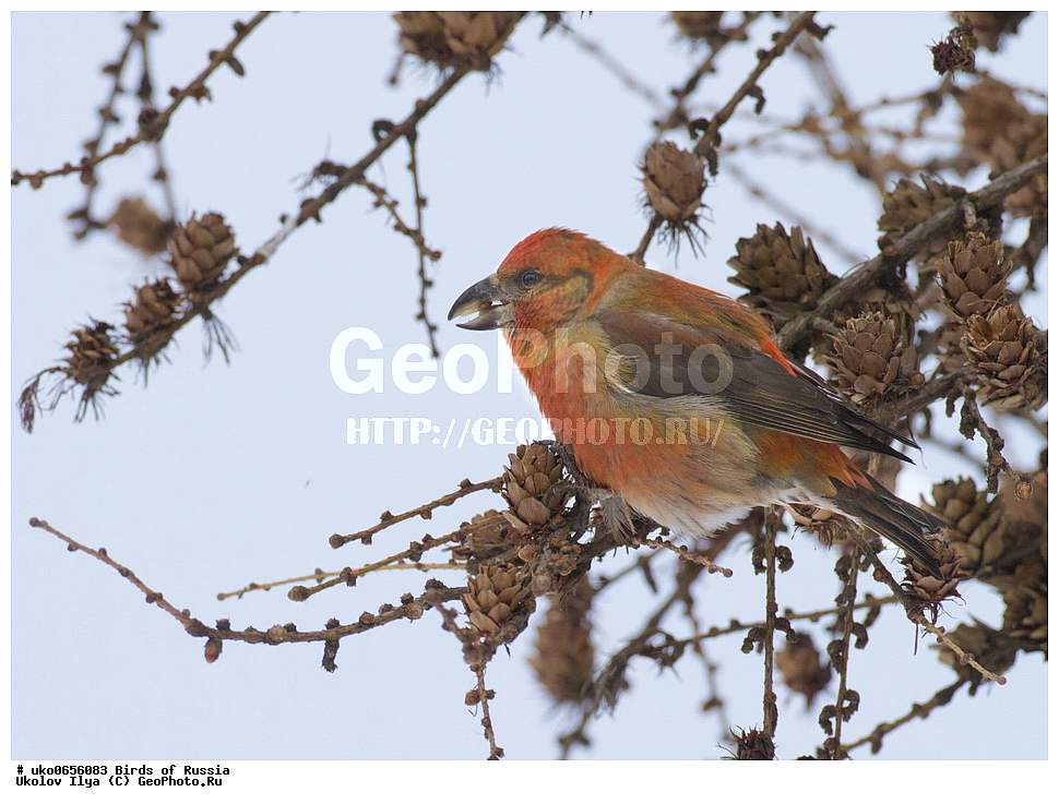 ������, ��������, ��������, �����, �����, ��������, �����������, XYZ, ���������, Fringillidae, ����-������, ������������ ����, �����-������, ������������ �����, Loxia curvirostra, ����������� ����� ������, �����������, ���������� �������