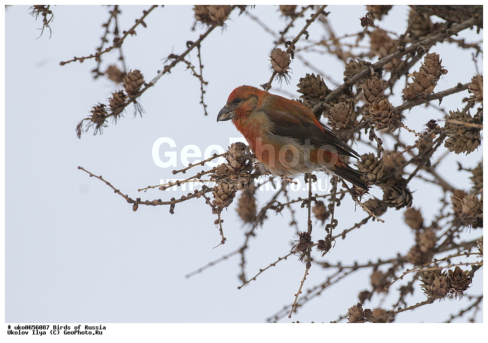 ������, ��������, ��������, �����, �����, ��������, �����������, XYZ, ���������, Fringillidae, ����-������, ������������ ����, �����-������, ������������ �����, Loxia curvirostra, ����������� ����� ������, �����������, ���������� �������