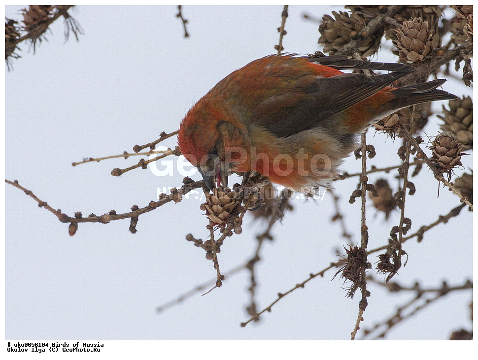 ������, ��������, ��������, �����, �����, ��������, �����������, XYZ, ���������, Fringillidae, ����-������, ������������ ����, �����-������, ������������ �����, Loxia curvirostra, ����������� ����� ������, �����������, ���������� �������