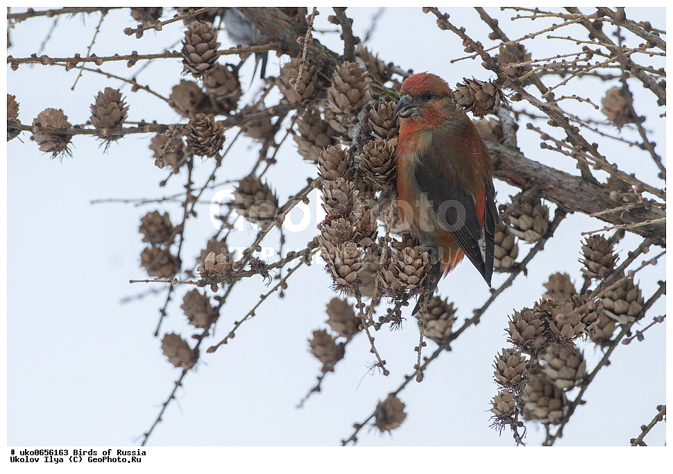 ������, ��������, ��������, �����, �����, ��������, �����������, XYZ, ���������, Fringillidae, ����-������, ������������ ����, �����-������, ������������ �����, Loxia curvirostra, ����������� ����� ������, �����������, ���������� �������