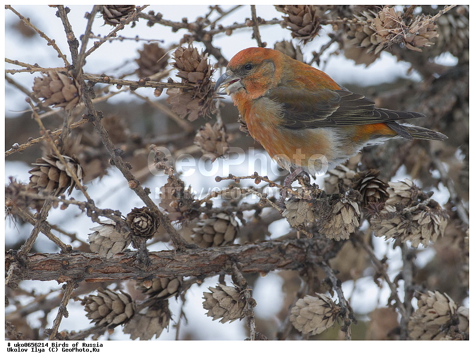 ������, ��������, ��������, �����, �����, ��������, �����������, XYZ, ���������, Fringillidae, ����-������, ������������ ����, �����-������, ������������ �����, Loxia curvirostra, ����������� ����� ������, �����������, ���������� �������