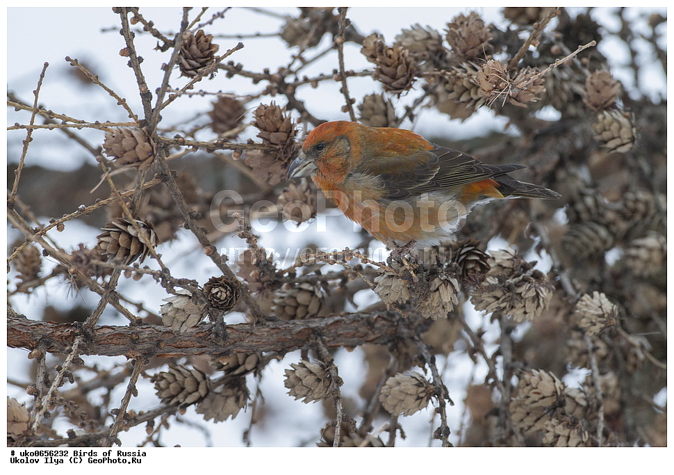 ������, ��������, ��������, �����, �����, ��������, �����������, XYZ, ���������, Fringillidae, ����-������, ������������ ����, �����-������, ������������ �����, Loxia curvirostra, ����������� ����� ������, �����������, ���������� �������