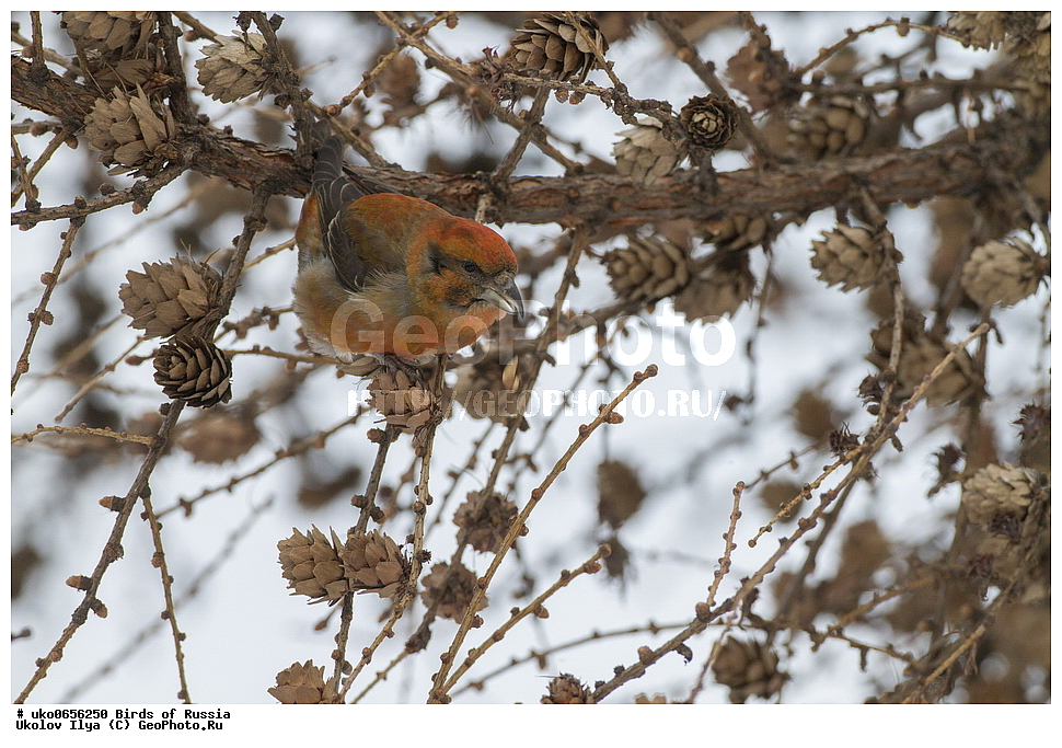 ������, ��������, ��������, �����, �����, ��������, �����������, XYZ, ���������, Fringillidae, ����-������, ������������ ����, �����-������, ������������ �����, Loxia curvirostra, ����������� ����� ������, �����������, ���������� �������
