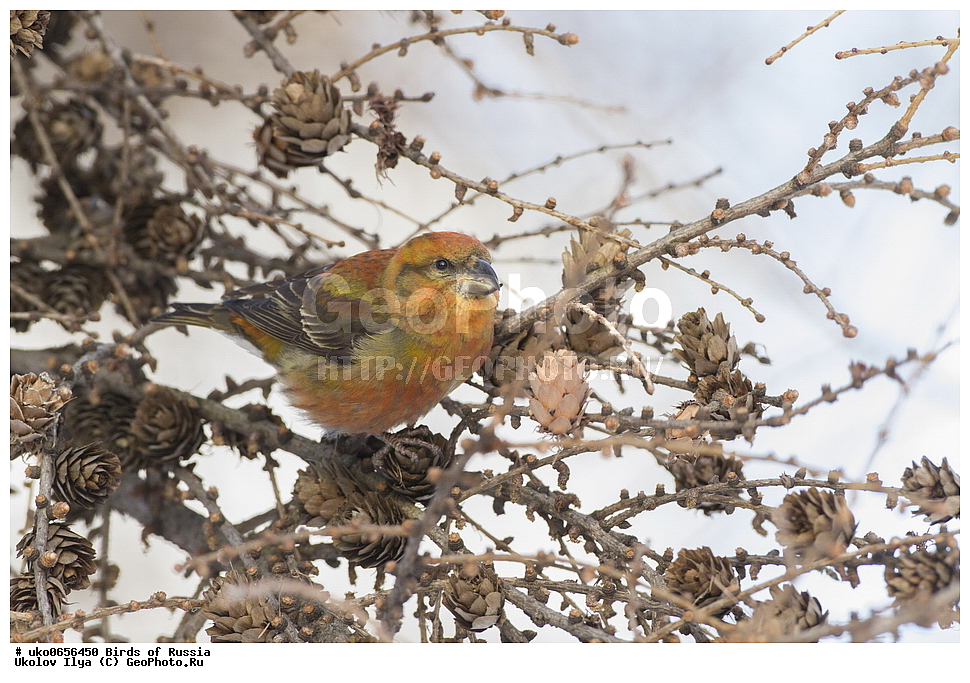 ������, ��������, ��������, �����, �����, ��������, �����������, XYZ, ���������, Fringillidae, ����-������, ������������ ����, �����-������, ������������ �����, Loxia curvirostra, ����������� ����� ������, �����������, ���������� �������