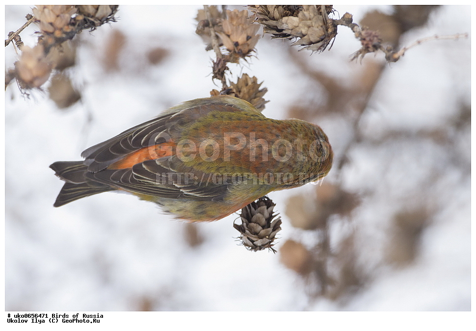 ������, ��������, ��������, �����, �����, ��������, �����������, XYZ, ���������, Fringillidae, ����-������, ������������ ����, �����-������, ������������ �����, Loxia curvirostra, ����������� ����� ������, �����������, ���������� �������