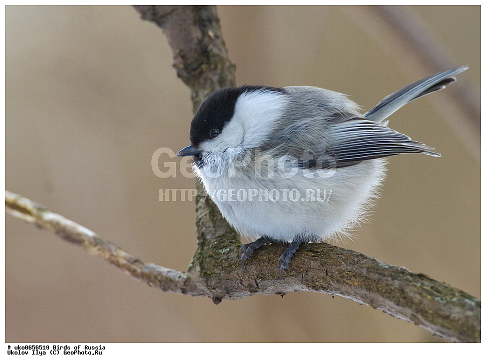 �����������, ���������� �������, ����������� ����� ������, ������, ��������, ��������, �����, �����, ��������, �����������, XYZ, ���������, Paridae, ����������� ������, ������, Poecile montanus, Parus montanus