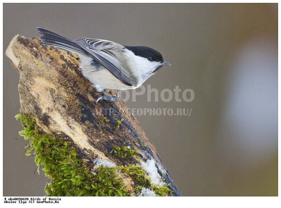 �����������, ���������� �������, ����������� ����� ������, ������, ��������, ��������, �����, �����, ��������, �����������, XYZ, ���������, Paridae, ����������� ������, ������, Poecile montanus, Parus montanus