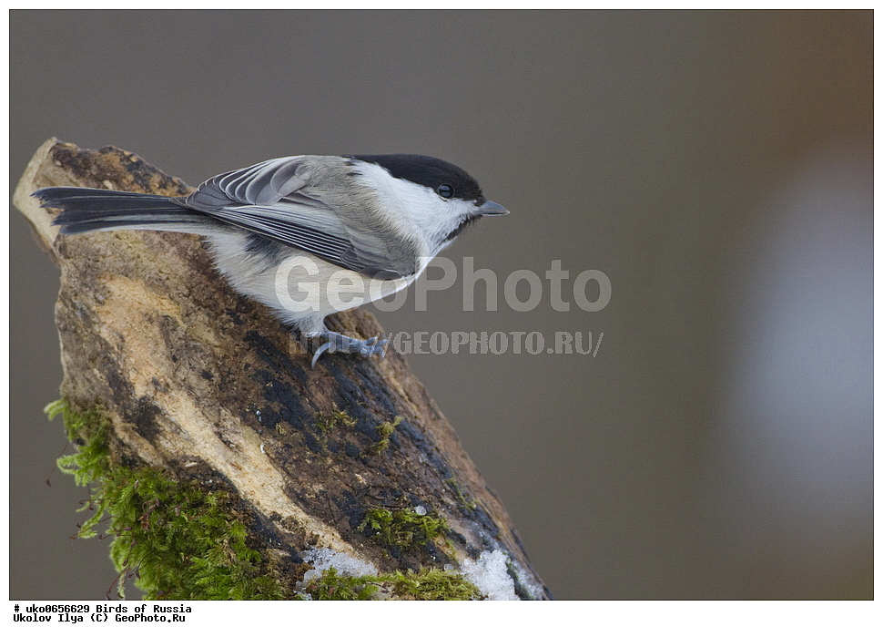 �����������, ���������� �������, ����������� ����� ������, ������, ��������, ��������, �����, �����, ��������, �����������, XYZ, ���������, Paridae, ����������� ������, ������, Poecile montanus, Parus montanus