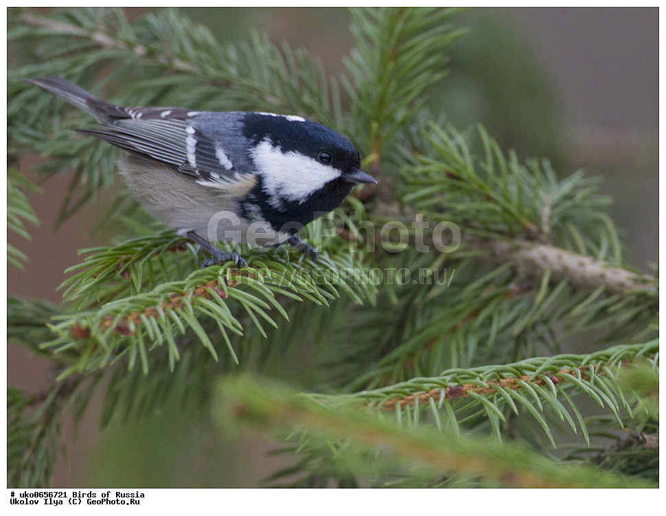 �����������, ���������� �������, ����������� ����� ������, ������, ��������, ��������, �����, �����, ��������, �����������, XYZ, ���������, Paridae, ��������, ׸���� ������, ������ ������, Parus ater, Periparus ater