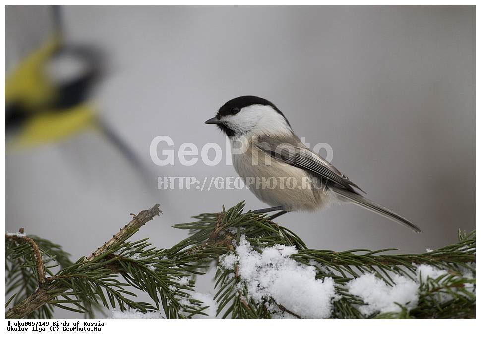 �����������, ���������� �������, ����������� ����� ������, ������, ��������, ��������, �����, �����, ��������, �����������, XYZ, ���������, Paridae, ����������� ������, ������, Poecile montanus, Parus montanus