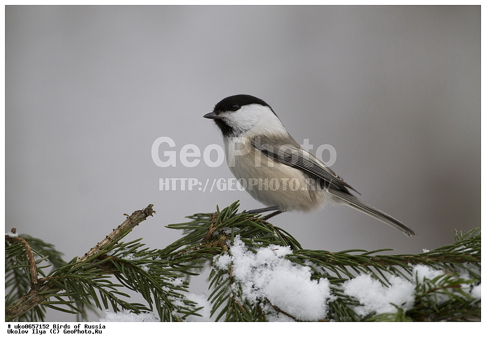 �����������, ���������� �������, ����������� ����� ������, ������, ��������, ��������, �����, �����, ��������, �����������, XYZ, ���������, Paridae, ����������� ������, ������, Poecile montanus, Parus montanus