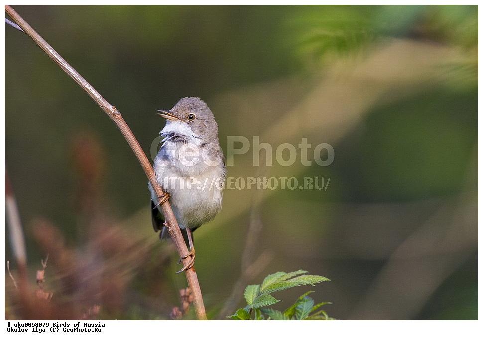 �����������, ���������� �������, ����������� ����� ������, ������, ��������, ��������, �����, �����, ��������, �����������, XYZ, ���������, Sylviidae, ����� ������, Sylvia communis