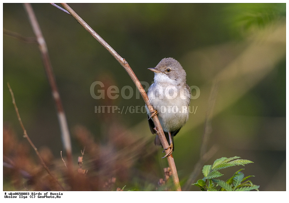 �����������, ���������� �������, ����������� ����� ������, ������, ��������, ��������, �����, �����, ��������, �����������, XYZ, ���������, Sylviidae, ����� ������, Sylvia communis