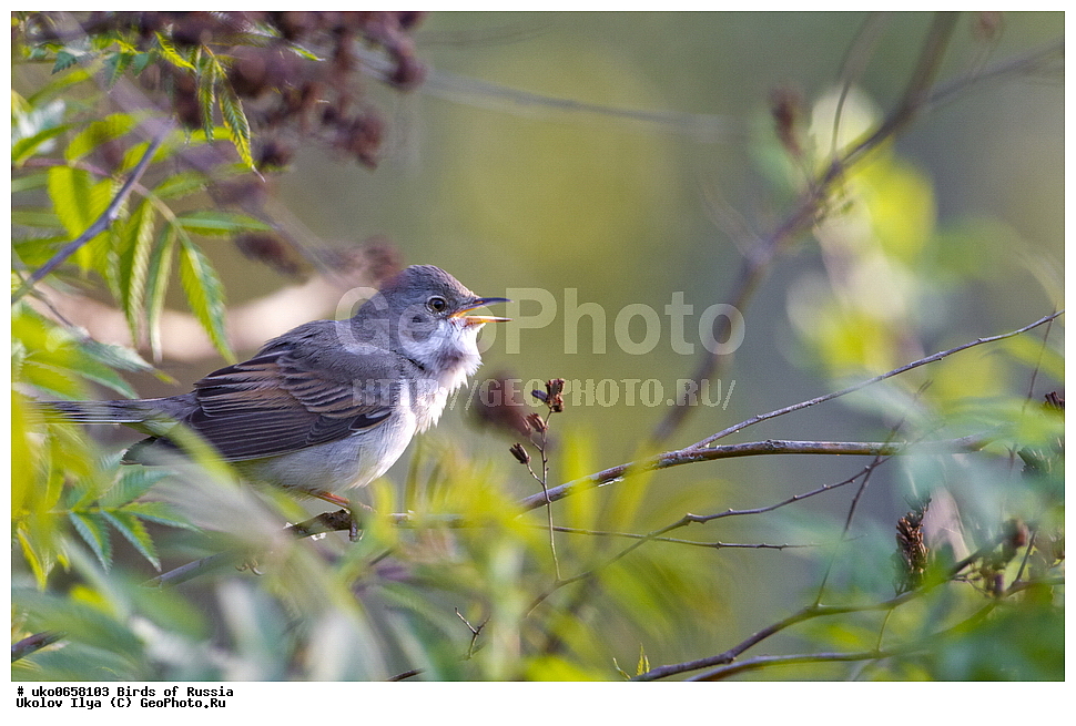 �����������, ���������� �������, ����������� ����� ������, ������, ��������, ��������, �����, �����, ��������, �����������, XYZ, ���������, Sylviidae, ����� ������, Sylvia communis