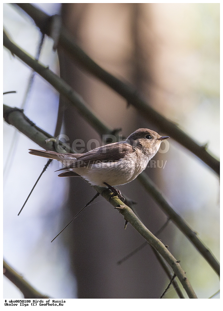 �����������, ���������� �������, ����������� ����� ������, ������, ��������, ��������, �����, �����, ��������, �����������, XYZ, ������������, Muscicapidae, ����� ���������, Ficedula parva