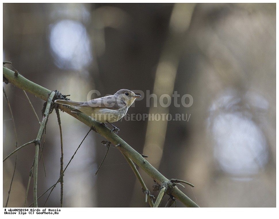 �����������, ���������� �������, ����������� ����� ������, ������, ��������, ��������, �����, �����, ��������, �����������, XYZ, ������������, Muscicapidae, ����� ���������, Ficedula parva