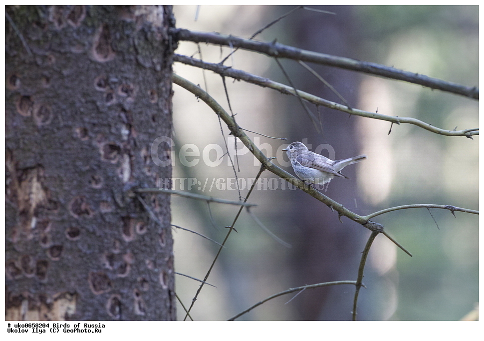 �����������, ���������� �������, ����������� ����� ������, ������, ��������, ��������, �����, �����, ��������, �����������, XYZ, ������������, Muscicapidae, ����� ���������, Ficedula parva