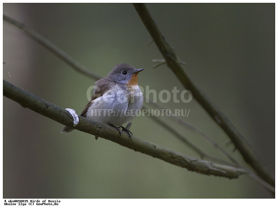 �����������, ���������� �������, ����������� ����� ������, ������, ��������, ��������, �����, �����, ��������, �����������, XYZ, ������������, Muscicapidae, ����� ���������, Ficedula parva