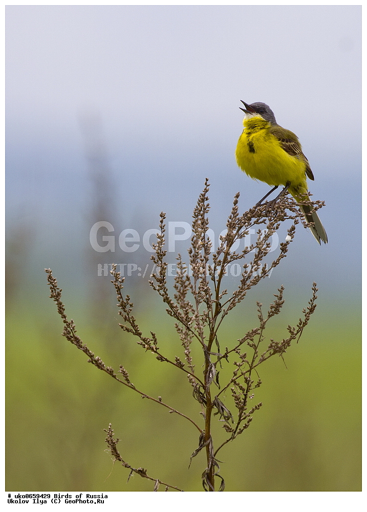 �����������, ���������� �������, ����������� ����� ������, ������, ��������, ��������, �����, �����, ��������, �����������, XYZ, �������������, Motacillidae, Ƹ���� ����������, ������ ����������, ������, Motacilla flava