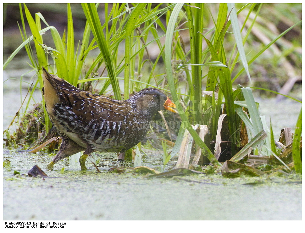 �����������, ���������� �������, ����������� ����� ������, ������, ��������, ��������, �����, �����, ��������, �����������, XYZ, �����������, Rallidae, �������, Porzana porzana