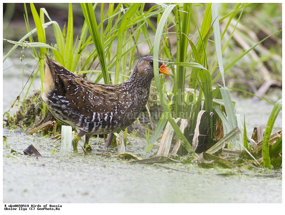 �����������, ���������� �������, ����������� ����� ������, ������, ��������, ��������, �����, �����, ��������, �����������, XYZ, �����������, Rallidae, �������, Porzana porzana