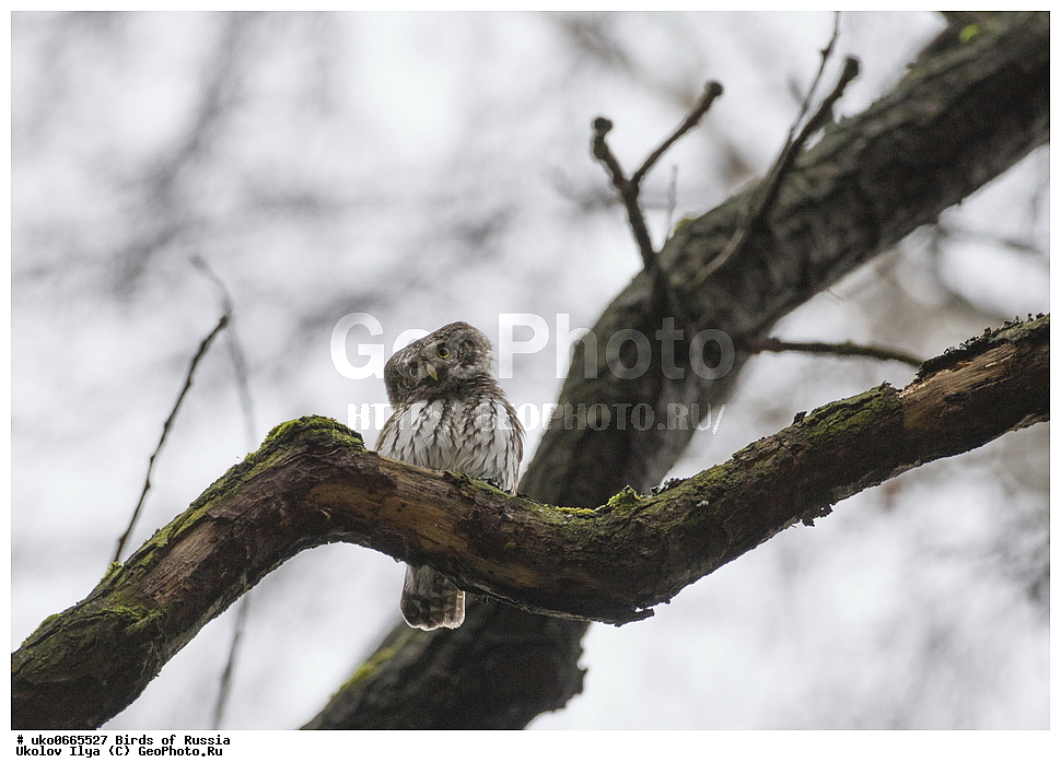 �����������, ���������� �������, ����������� ����� ������, ������, ��������, ��������, �����, �����, ��������, �����������, ������ �����, ������ �����, XYZ, �������, ��������� ����, Strigidae, ���������� ���, Glaucidium passerinum