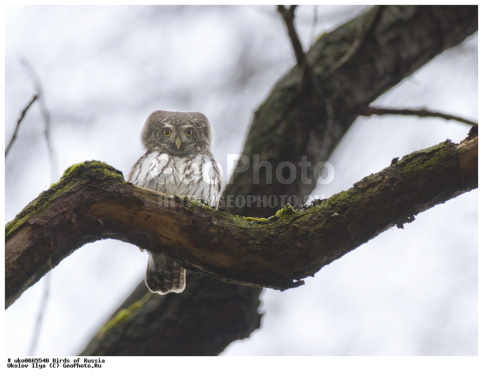 �����������, ���������� �������, ����������� ����� ������, ������, ��������, ��������, �����, �����, ��������, �����������, ������ �����, ������ �����, XYZ, �������, ��������� ����, Strigidae, ���������� ���, Glaucidium passerinum