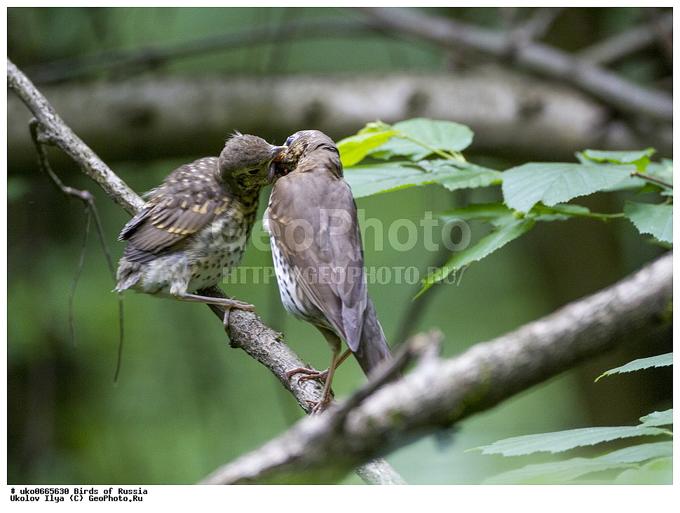 �����������, ���������� �������, ����������� ����� ������, ������, ��������, ��������, �����, �����, ��������, �����������, XYZ, ���������, Turdidae, ������ �����, Turdus philomelos