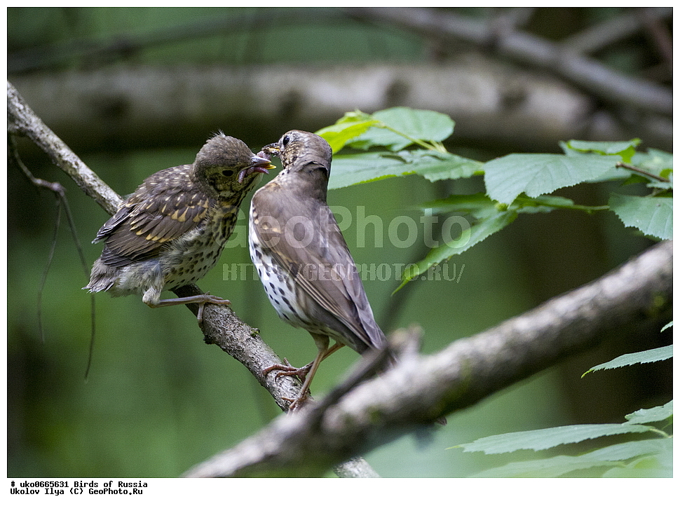 �����������, ���������� �������, ����������� ����� ������, ������, ��������, ��������, �����, �����, ��������, �����������, XYZ, ���������, Turdidae, ������ �����, Turdus philomelos