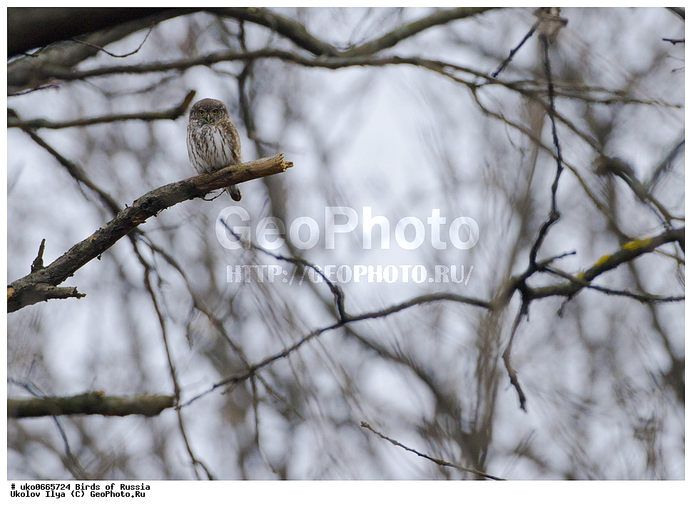 �����������, ���������� �������, ����������� ����� ������, ������, ��������, ��������, �����, �����, ��������, �����������, ������ �����, ������ �����, XYZ, �������, ��������� ����, Strigidae, ���������� ���, Glaucidium passerinum