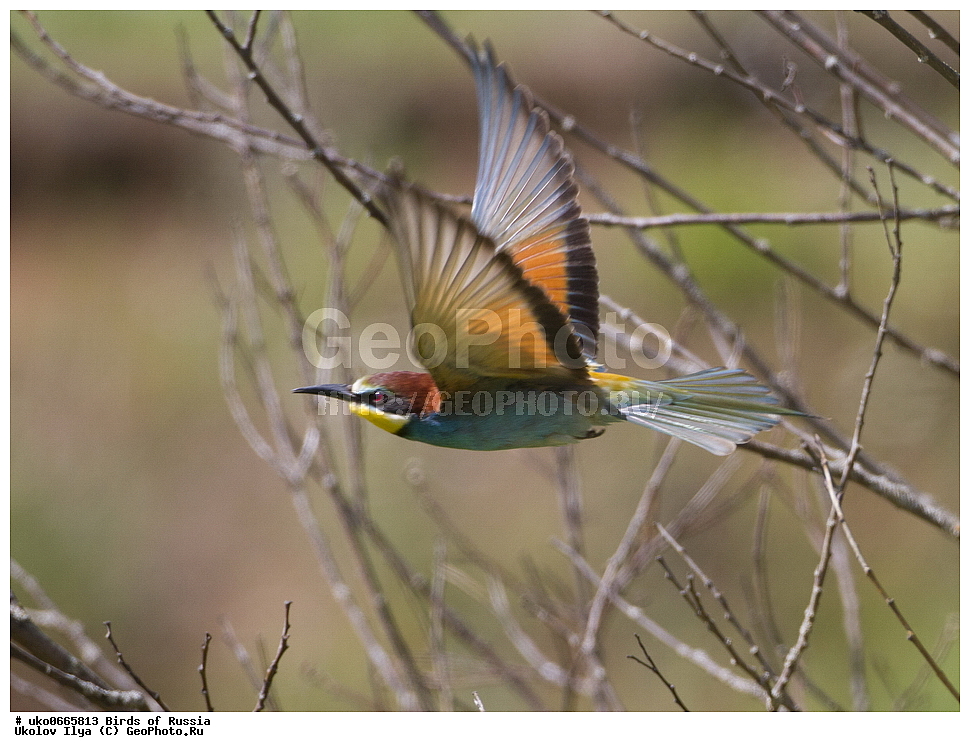 �����������, ���������� �������, ����������� ����� ������, ������, ��������, ��������, �����, �����, ��������, �����������, XYZ, ��������, Meropidae, ���������� �����, ���������, Merops apiaster