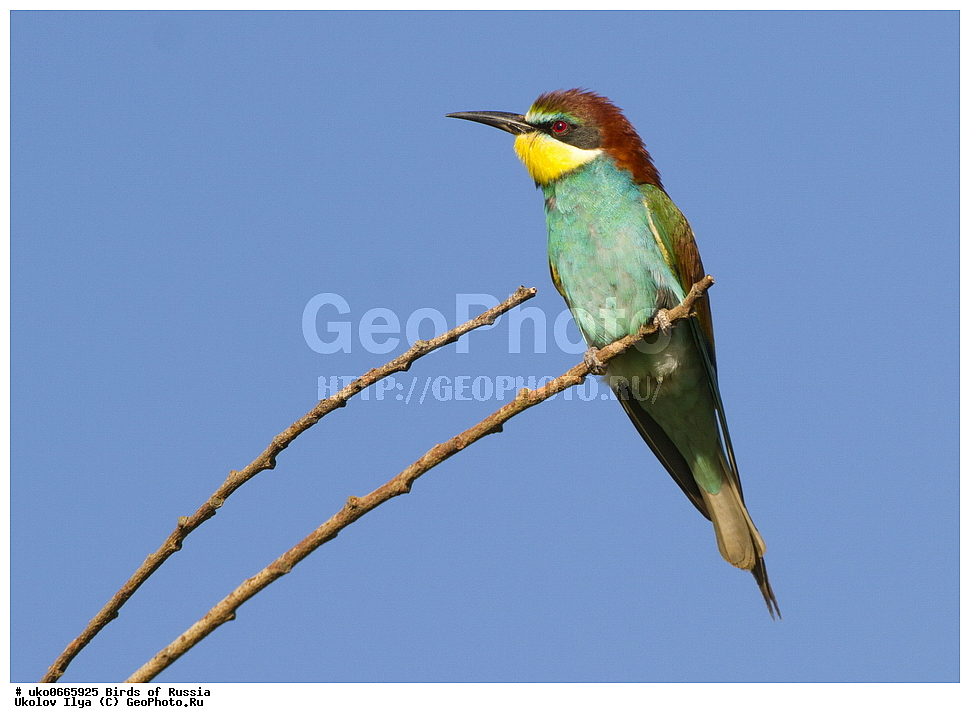 �����������, ���������� �������, ����������� ����� ������, ������, ��������, ��������, �����, �����, ��������, �����������, XYZ, ��������, Meropidae, ���������� �����, ���������, Merops apiaster