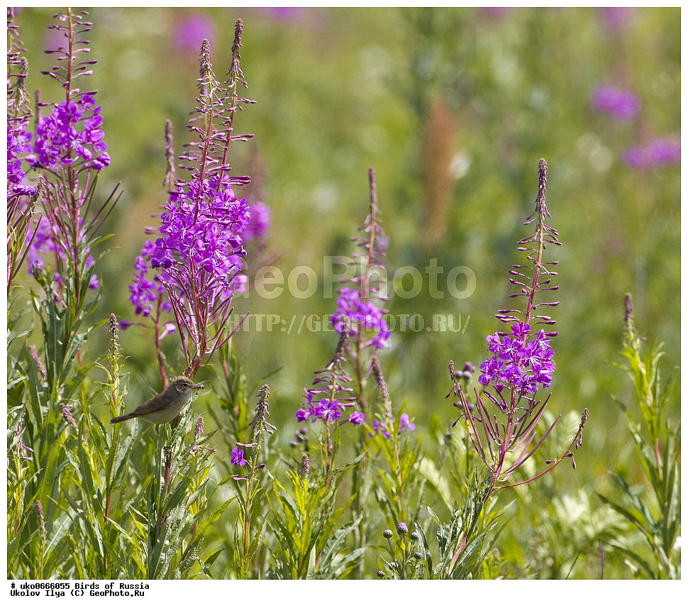 �����������, ���������� �������, ����������� ����� ������, ������, ��������, ��������, �����, �����, ��������, �����������, XYZ, ���������, Sylviidae, �������� ����������, ����������, Hippolais caligata, Iduna caligata