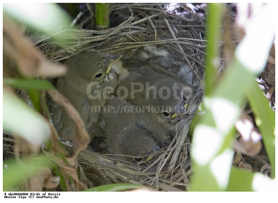 �����������, ���������� �������, ����������� ����� ������, ������, ��������, ��������, �����, �����, ��������, �����������, XYZ, ���������, Sylviidae, �������� ����������, ����������, Hippolais caligata, Iduna caligata