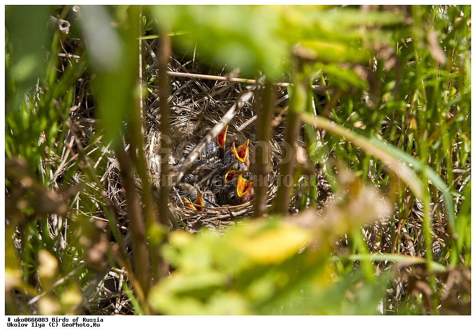 �����������, ���������� �������, ����������� ����� ������, ������, ��������, ��������, �����, �����, ��������, �����������, XYZ, ���������, Sylviidae, �������� ����������, ����������, Hippolais caligata, Iduna caligata