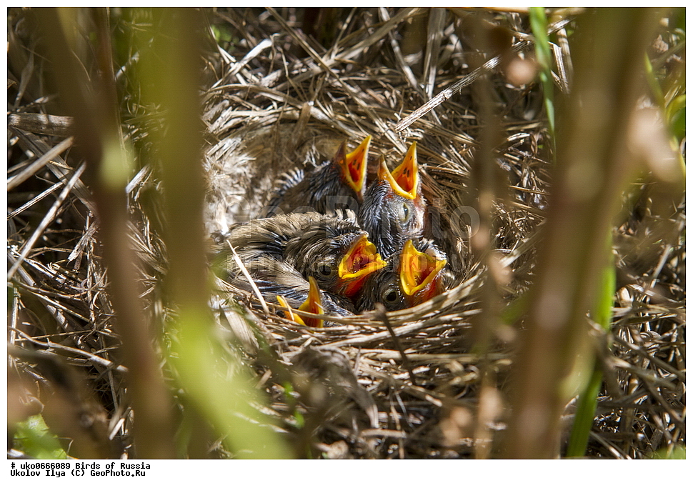 �����������, ���������� �������, ����������� ����� ������, ������, ��������, ��������, �����, �����, ��������, �����������, XYZ, ���������, Sylviidae, �������� ����������, ����������, Hippolais caligata, Iduna caligata