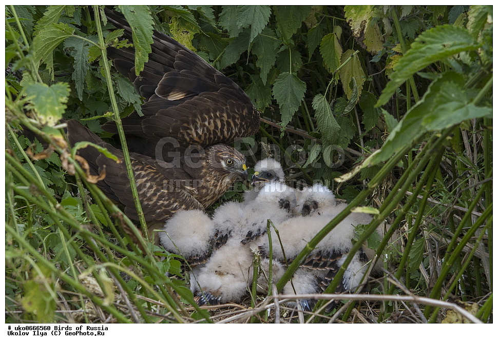 �����������, ���������� �������, ����������� ����� ������, ������, ��������, ��������, �����, �����, ��������, �����������, ������ �����, ������ �����, XYZ, ����������, Accipitridae, ������� ����, Circus pygargus