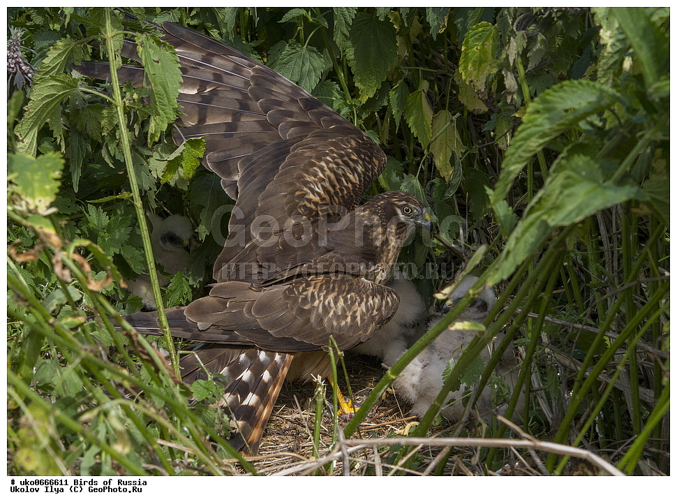 �����������, ���������� �������, ����������� ����� ������, ������, ��������, ��������, �����, �����, ��������, �����������, ������ �����, ������ �����, XYZ, ����������, Accipitridae, ������� ����, Circus pygargus