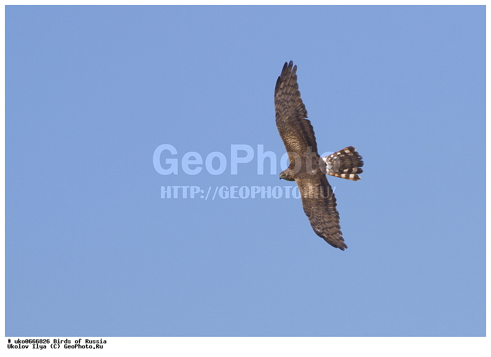 �����������, ���������� �������, ����������� ����� ������, ������, ��������, ��������, �����, �����, ��������, �����������, ������ �����, ������ �����, XYZ, ����������, Accipitridae, ������� ����, Circus pygargus