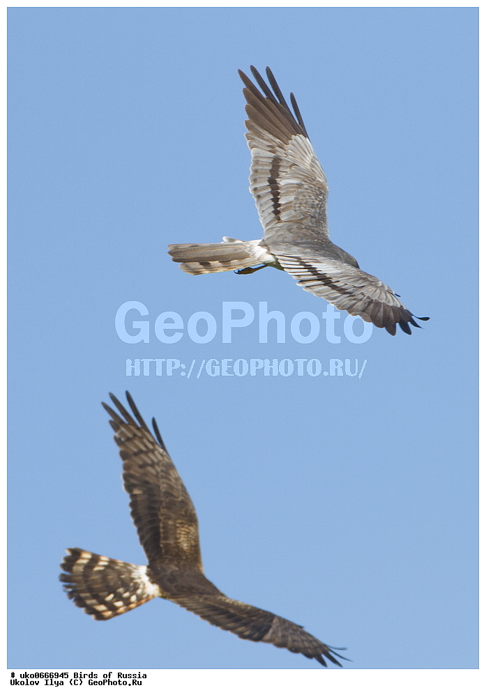 �����������, ���������� �������, ����������� ����� ������, ������, ��������, ��������, �����, �����, ��������, �����������, ������ �����, ������ �����, XYZ, ����������, Accipitridae, ������� ����, Circus pygargus