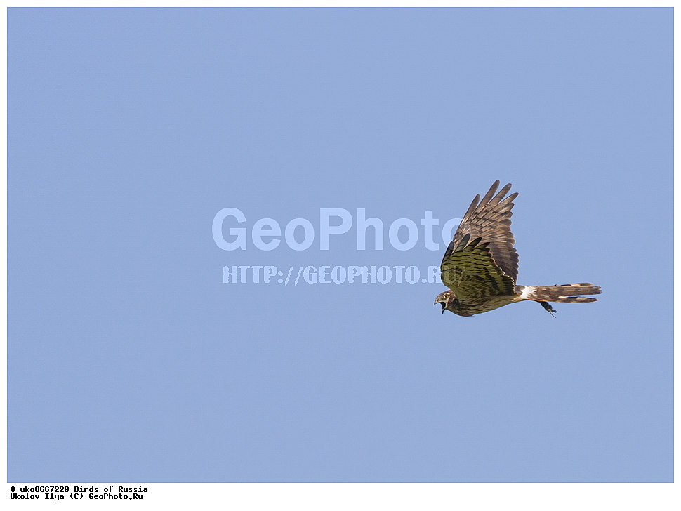 �����������, ���������� �������, ����������� ����� ������, ������, ��������, ��������, �����, �����, ��������, �����������, ������ �����, ������ �����, XYZ, ����������, Accipitridae, ������� ����, Circus pygargus