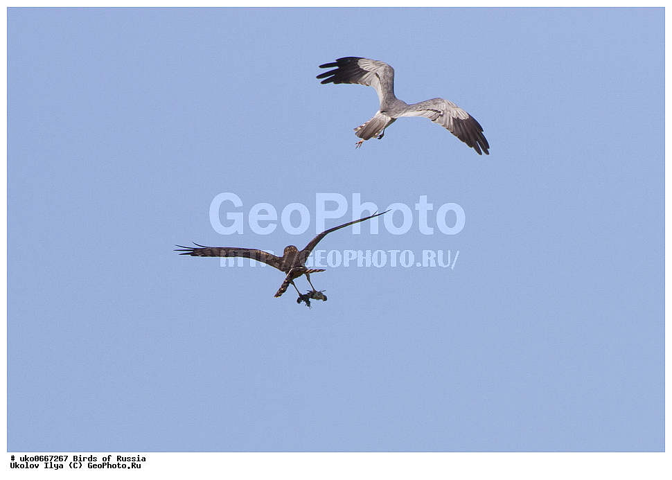 �����������, ���������� �������, ����������� ����� ������, ������, ��������, ��������, �����, �����, ��������, �����������, ������ �����, ������ �����, XYZ, ����������, Accipitridae, ������� ����, Circus pygargus