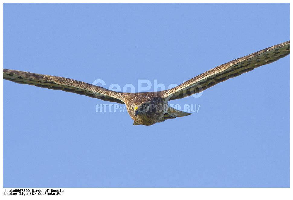 �����������, ���������� �������, ����������� ����� ������, ������, ��������, ��������, �����, �����, ��������, �����������, ������ �����, ������ �����, XYZ, ����������, Accipitridae, ������� ����, Circus pygargus